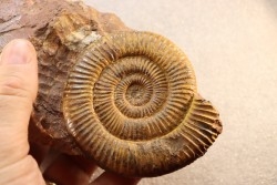 Zugodactilytes braunianus - toarcian - La Verpillere - France