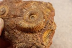 LYTOCERAS CORNUCOPIAE juvenil - toarcian - La Verpillere - France