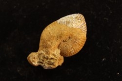 Oecoptychius refractus - callovien - Saint Laon – 86 - France