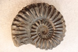 Prolyelliceras ulrichi   - Albian - Peru