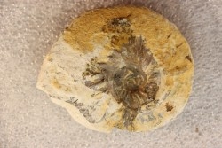 RARE anahoplites sp. - albien moyen - ancienne carrière Courcelles - Aube - France