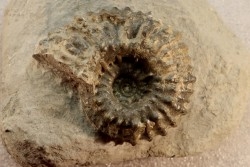DOUVILLEICERAS MAMMILATUM