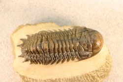 CROTALOCEPHALUS GIBBUS - Praguian - Foum Zguid - Morocco