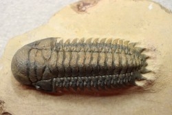 CROTALOCEPHALUS GIBBUS - Praguian - Foum Zguid - Morocco