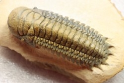 CROTALOCEPHALUS GIBBUS - Praguian - Foum Zguid - Morocco