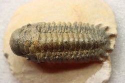 CROTALOCEPHALUS GIBBUS - Praguien - Foum Zguid, Maroc