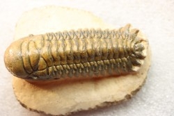 CROTALOCEPHALUS GIBBUS - Praguian - Foum Zguid - Morocco