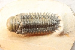 CROTALOCEPHALUS GIBBUS - Praguian - Foum Zguid - Morocco