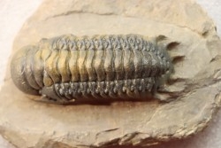 CROTALOCEPHALUS GIBBUS - Praguien - Foum Zguid, Maroc