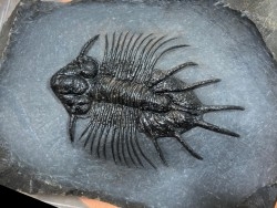 très rare trilobite: acanthopyge sp - Eifelien - Jbel Issoumour - Maroc