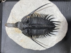 psycopyge elegans  Emsien - Jbel Issoumour - Maroc