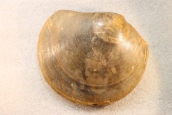 PLAGIOSTOMA SEMICIRCULARIS - aalenien - Belmont, FRANCE