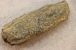 accumulation of  trilobit's COPROLITHES : TOMACULUM PROBLEMATICUM - Ordovician - Maine et Loire, FRANCE