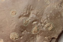 jellyfish  Medusina Atava and amphibian foot print - Permian  - Millau -  FRANCE