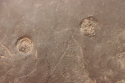 Dalle à Medusina Atava - Permien -  Millau