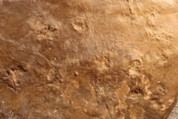 Dalle à Medusina Atava - Permien -  Millau