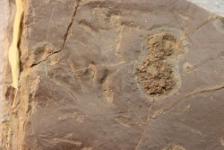 jellyfish  Medusina Atava and amphibian foot print - Permian  - Millau -  FRANCE