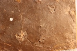 Dalle à Medusina Atava - Permien -  Millau