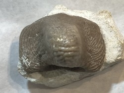 Ptychodus latissimus - coniacien - Annages, 59 - FRANCE