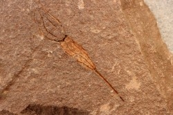 EOCRINOIDES: dalle à  ASCOCYSTITES - Sandbien - ordovicien sup. - Bou Nemrou, Erfoud, Maroc