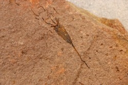 EOCRINOIDES: plate with  ASCOCYSTITES - Sandbian - upper ordovician - Bou Nemrou, Arfoud, Morocco