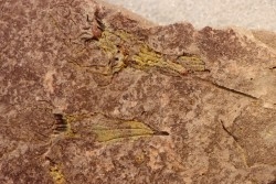 EOCRINOIDES: dalle à  ASCOCYSTITES - Sandbien - ordovicien sup. - Bou Nemrou, Erfoud, Maroc