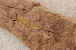 EOCRINOIDES: plate with  ASCOCYSTITES - Sandbian - upper ordovician - Bou Nemrou, Arfoud, Morocco