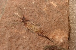 EOCRINOIDES: plate with  ASCOCYSTITES - Sandbian - upper ordovician - Bou Nemrou, Arfoud, Morocco