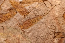 EOCRINOIDES: dalle à  ASCOCYSTITES - Sandbien - ordovicien sup. - Bou Nemrou, Erfoud, Maroc