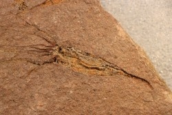 EOCRINOIDES: dalle à  ASCOCYSTITES - Sandbien - ordovicien sup. - Bou Nemrou, Erfoud, Maroc