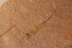 EOCRINOIDES: dalle à  ASCOCYSTITES - Sandbien - ordovicien sup. - Bou Nemrou, Erfoud, Maroc