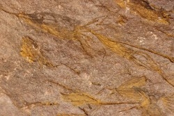 EOCRINOIDES: dalle à  ASCOCYSTITES - Sandbien - ordovicien sup. - Bou Nemrou, Erfoud, Maroc