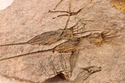 EOCRINOIDES: dalle à  ASCOCYSTITES - Sandbien - ordovicien sup. - Bou Nemrou, Erfoud, Maroc
