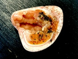 fossile de bivalve en rhodocrosite  Arcicardium acardo  pliocene  Kerch peninsula, Crimée, UKRAINE
