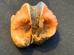 fossile de bivalve en rhodocrosite  Arcicardium acardo  pliocene  Kerch peninsula, Crimée, UKRAINE