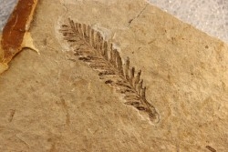 Metasequoia - Eocene - British Colombia - Canada