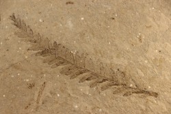 Metasequoia - Eocene - British Colombia - Canada