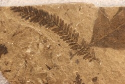 Metasequoia - Eocene - British Colombia - Canada