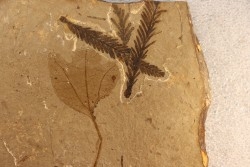 Metasequoia - Eocene - British Colombia - Canada