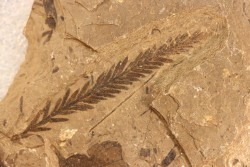 Metasequoia - Eocene - British Colombia - Canada