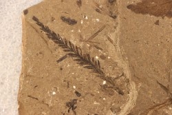Metasequoia - Eocene - Colombie-Britanique - Canada
