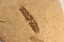 Metasequoia - Eocene - Colombie-Britanique - Canada
