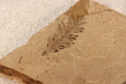 Metasequoia - Eocene - British Colombia - Canada