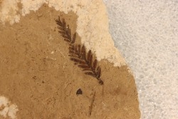 Metasequoia - Eocene - British Colombia - Canada