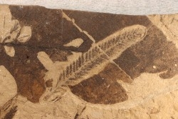 Metasequoia - Eocene - British Colombia - Canada