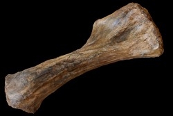 HUMERUS DE MAMMOUTH:  mammuthus primigenius - Pléistocène supérieur // Mer du Nord - Hollande
