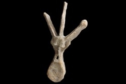 VERTEBRE de dinosaure TRICERATOPS HORRIDUS - crétacé supérieur -  Montana