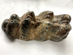dent de Mastodonte  GOMPHOTERIUM ANGUSTIDENS - Miocene - Tavers - FRANCE
