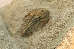 Pseudosaukianda lata - cambrien inferieur - region des Issafen - maroc