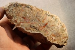 coprolithe de dinosaure - jurassique - Morrison Formation